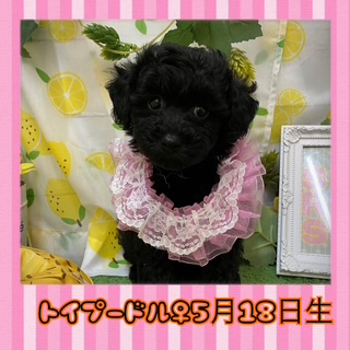 ☆おすすめ犬ご紹介☆