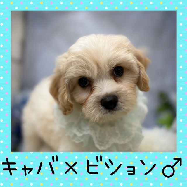 ♡お家が決まりました♡