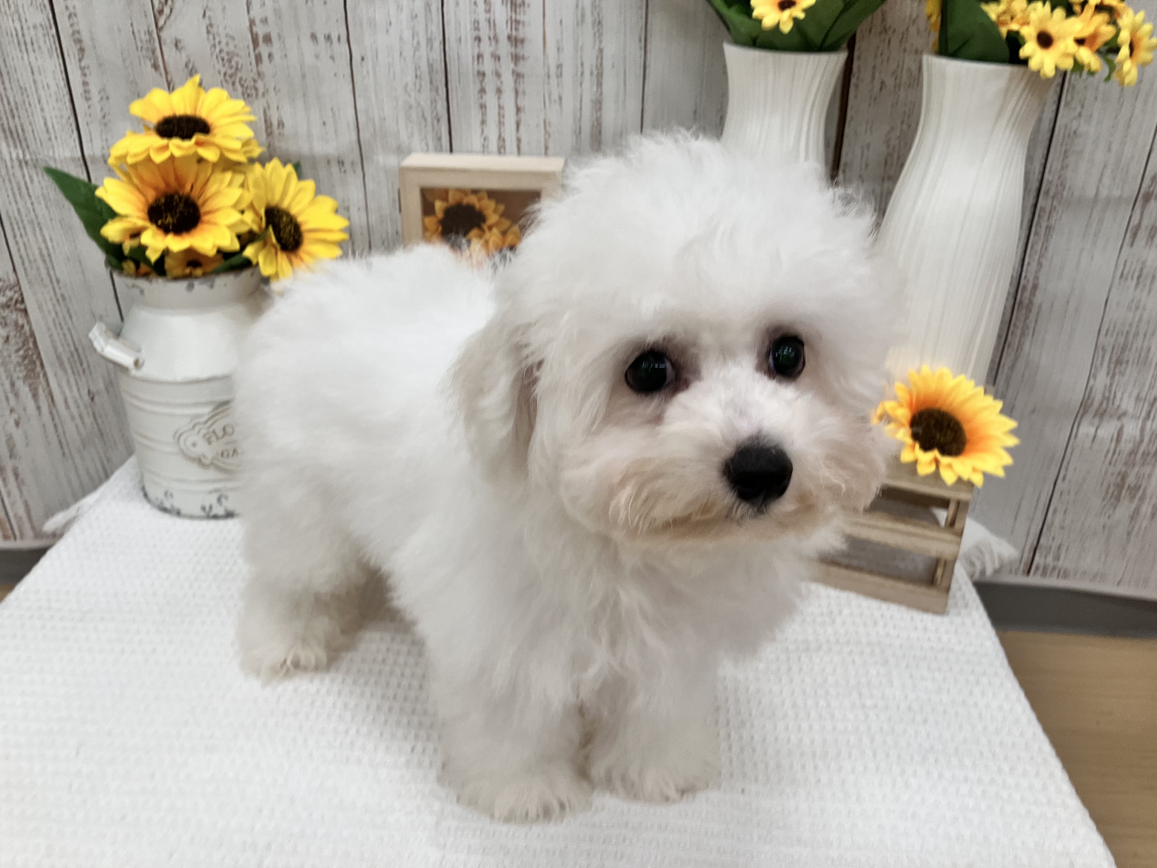🐾おすすめ犬🐾