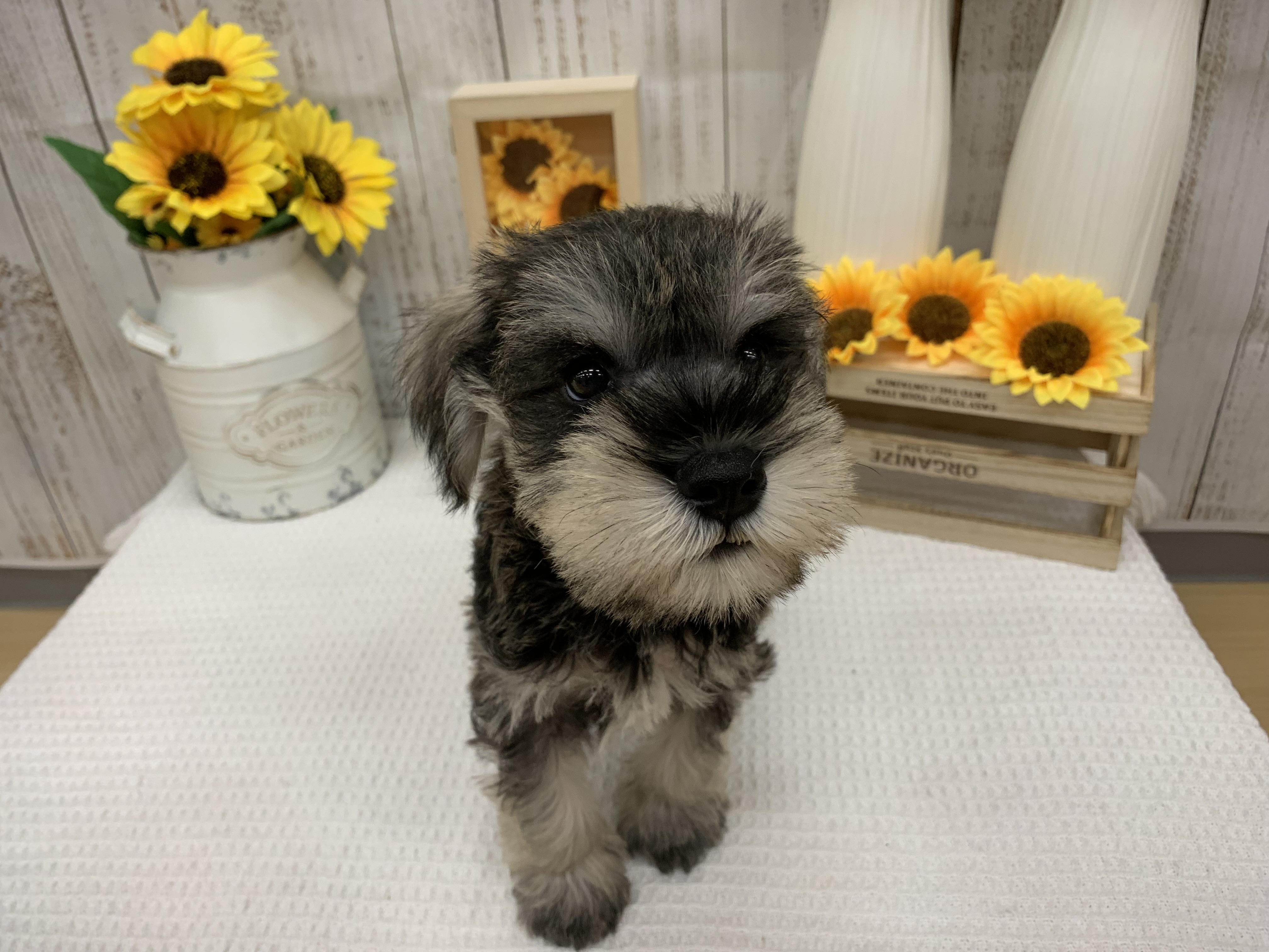 🐾おすすめ犬🐾