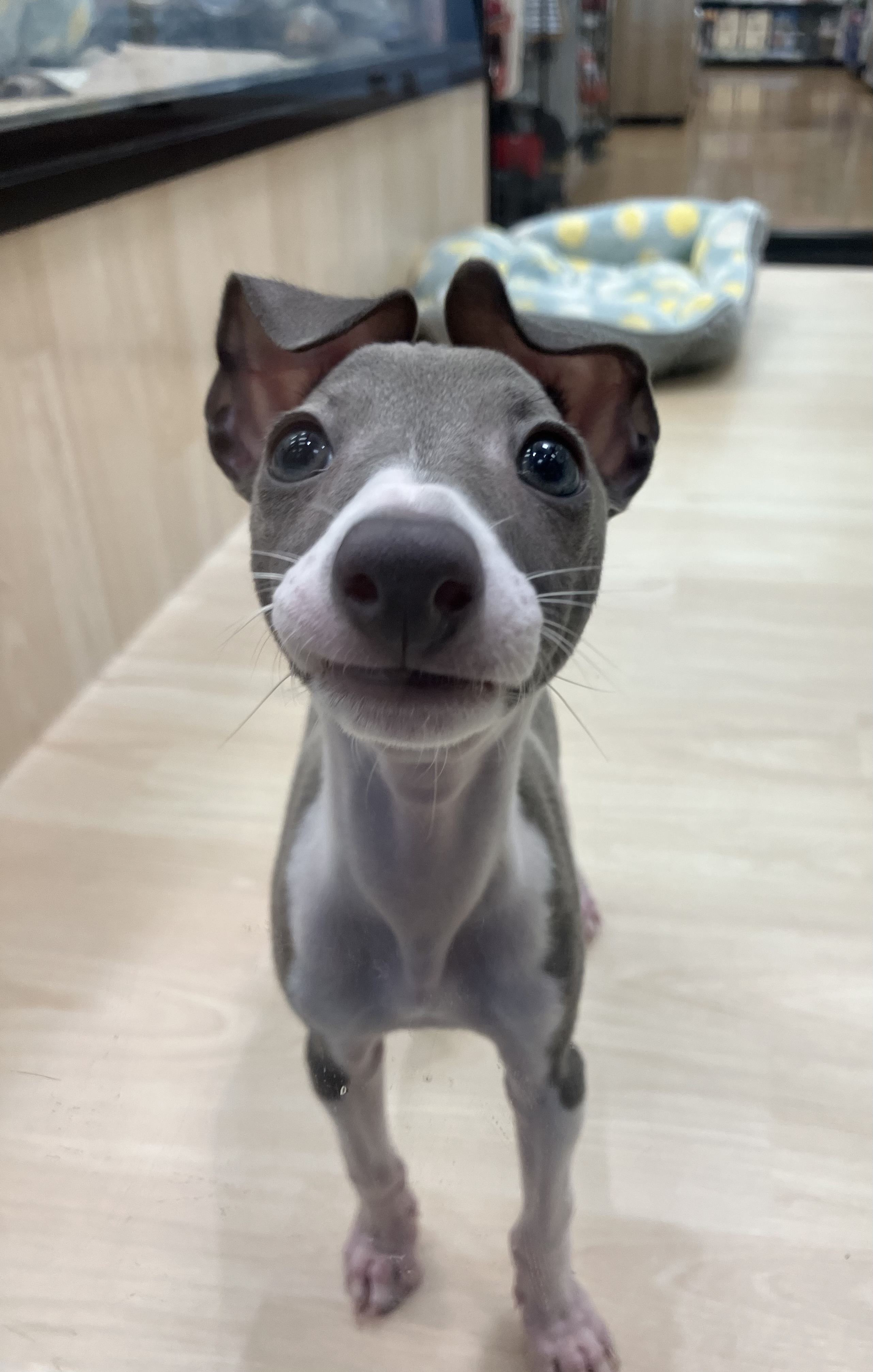 ✨🐶おすすめ犬バトンタッチ🐱✨