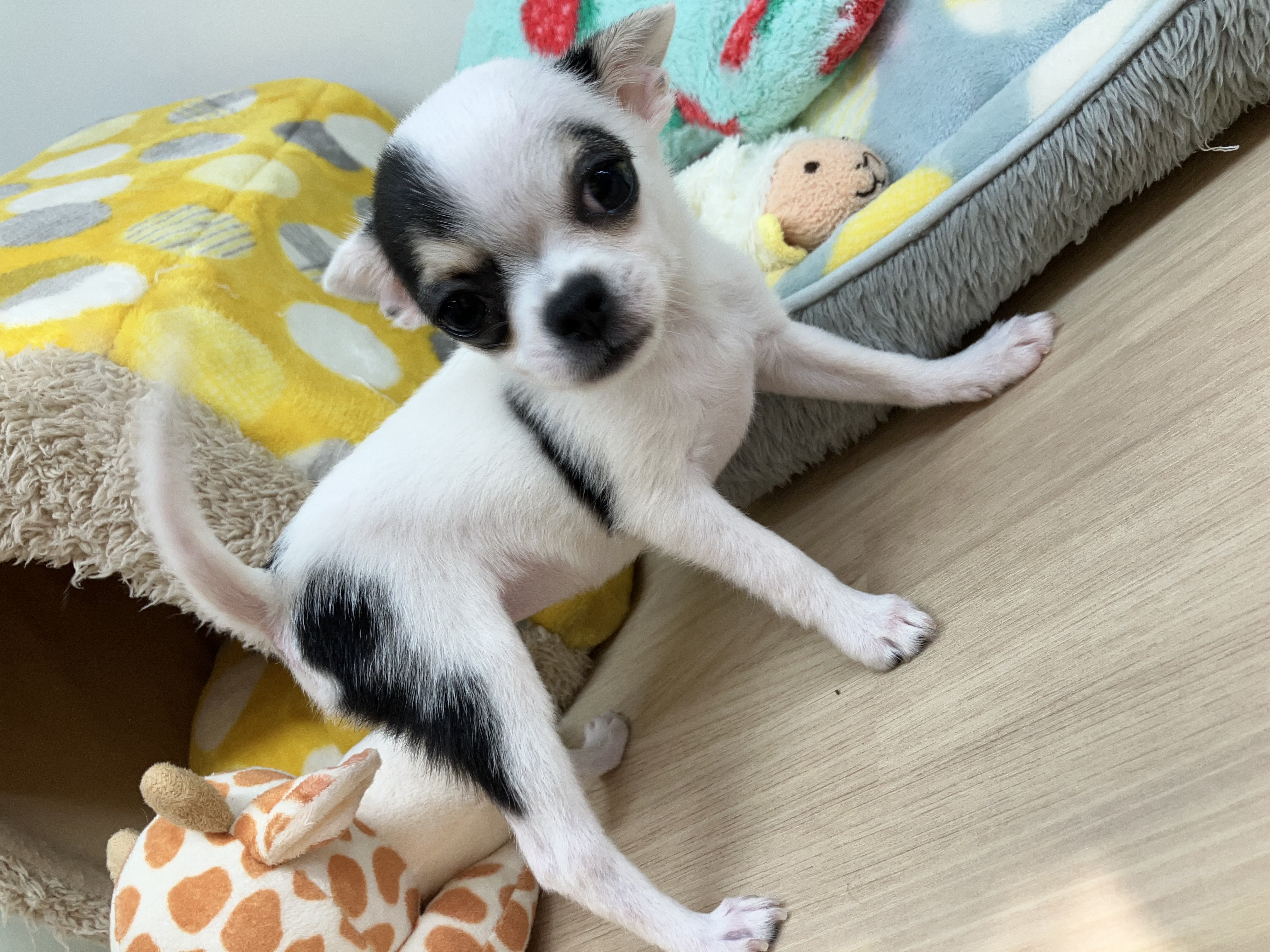 ✨🐶おすすめ犬バトンタッチ🐱✨
