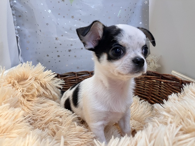☆おすすめ犬任命☆