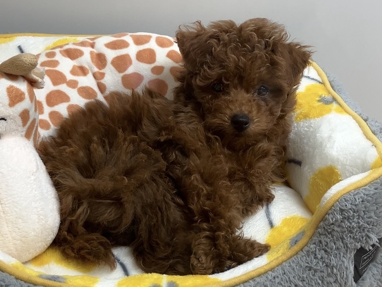 🐾おすすめ犬🐾