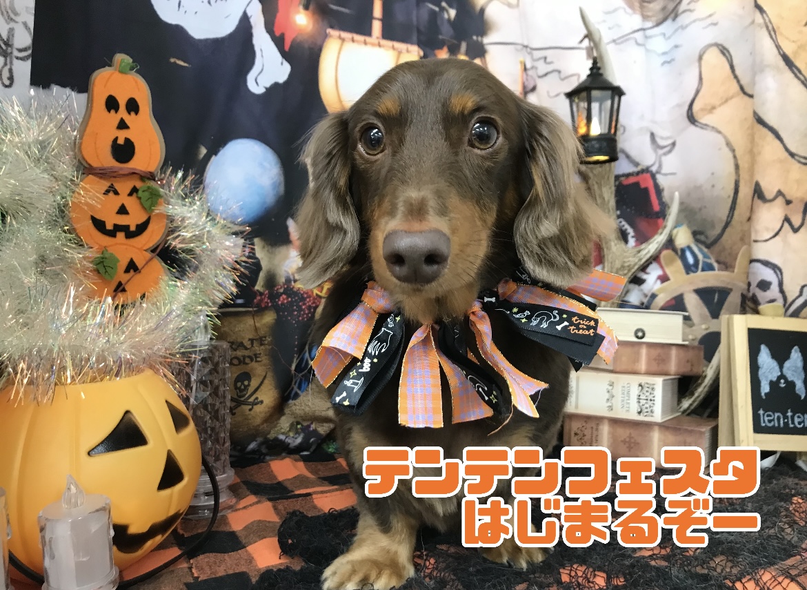 テン・テンフェスタ～トリミング～