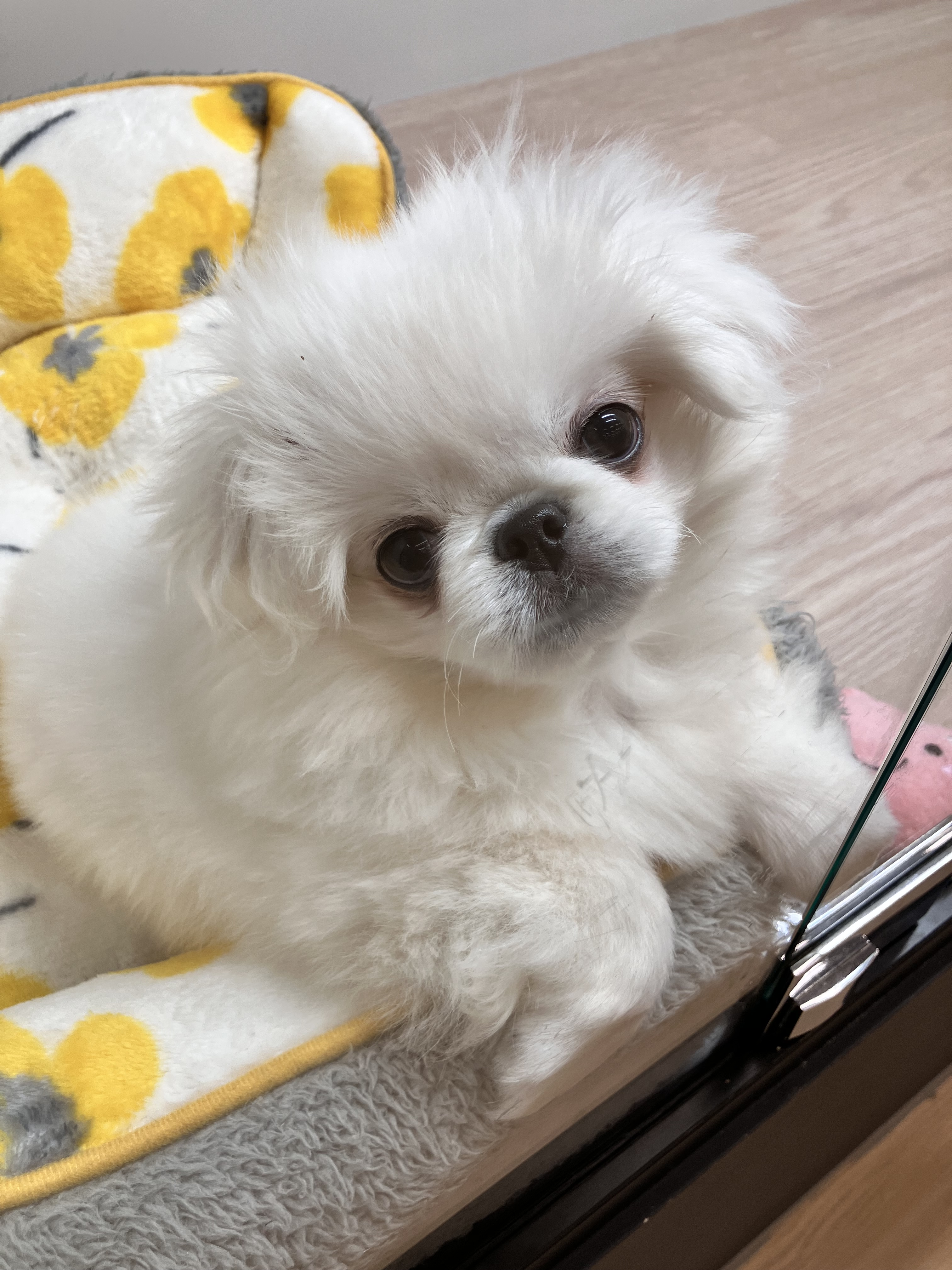 🐾おすすめ犬🐾