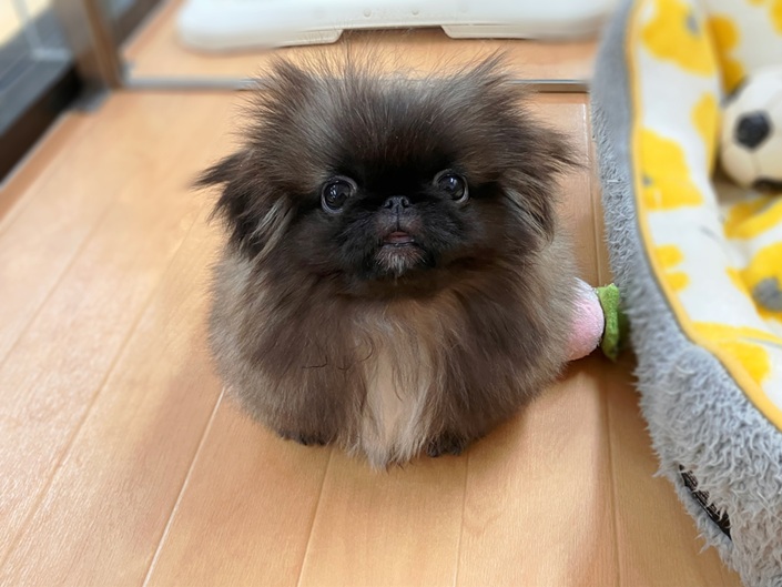 ☆おすすめ犬任命☆