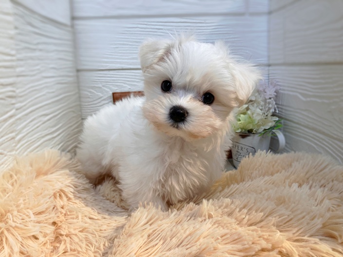 ☆おすすめ犬☆