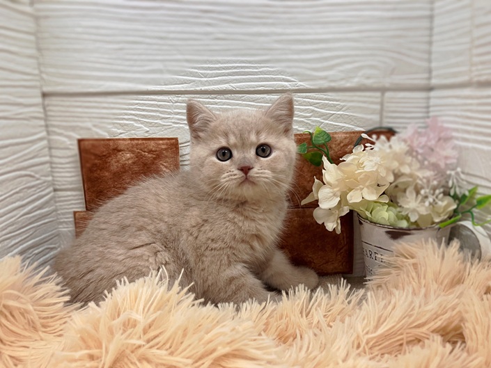☆NEW　FACE☆
