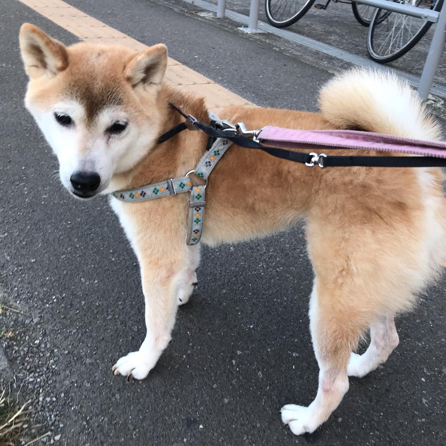 ホテルにお泊まり中のしばまるちゃん🫶🏻