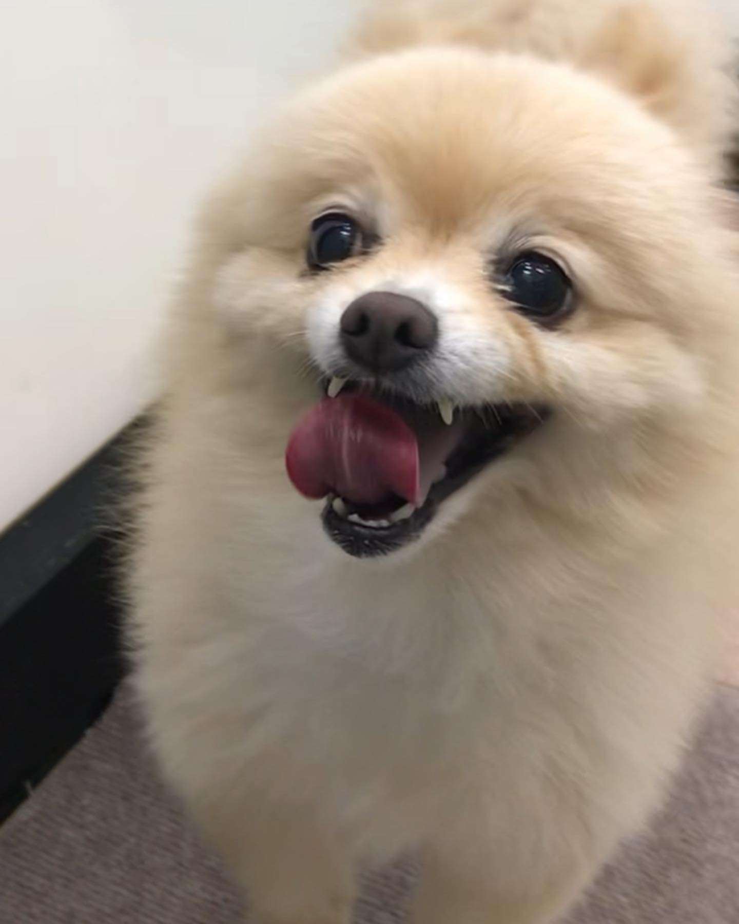 👑ホテルにお泊まり中のワンちゃん👑