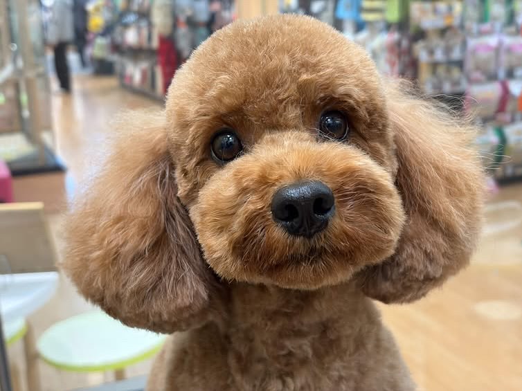 🫧🤍トリミングご利用のお客様🤍🫧