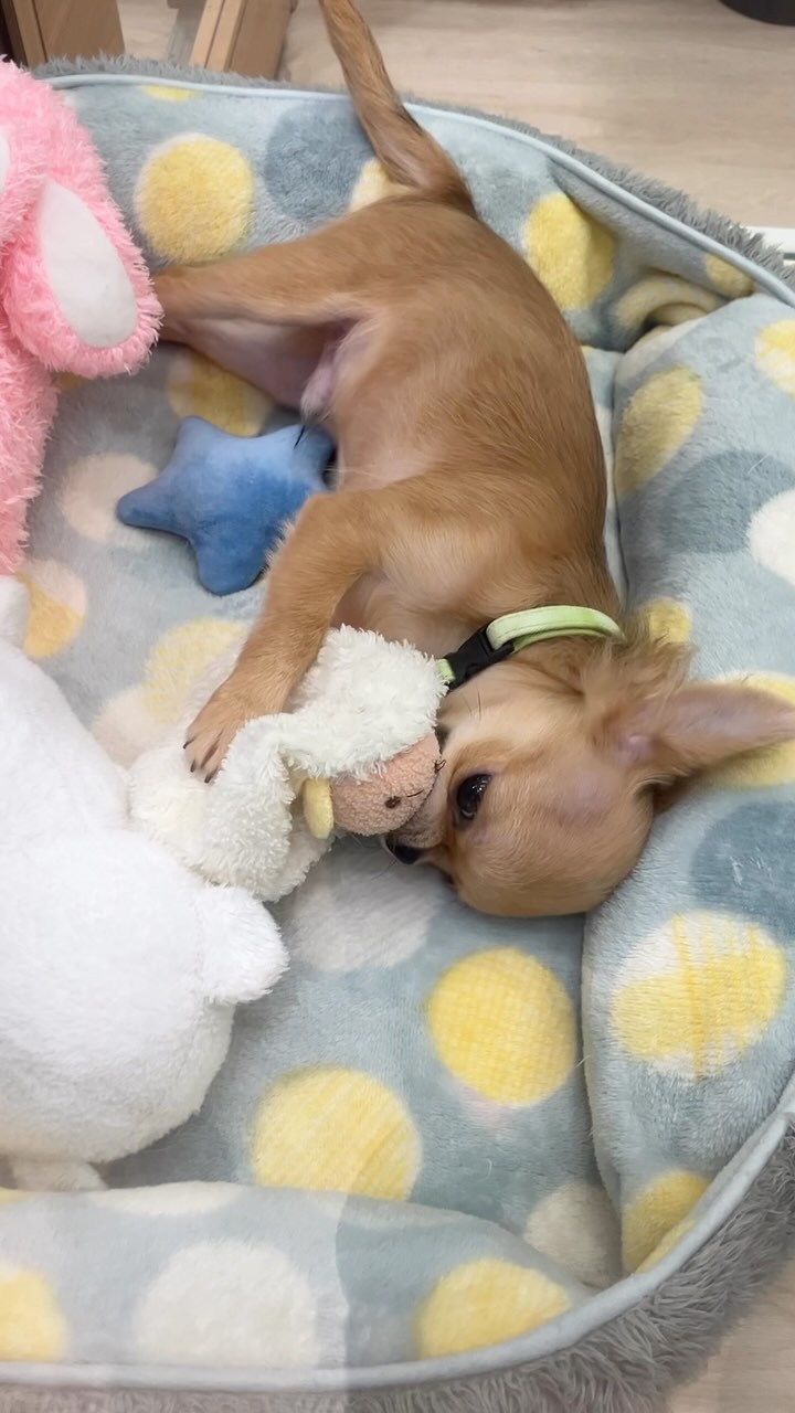 おもちゃに夢中なちーたん🧸