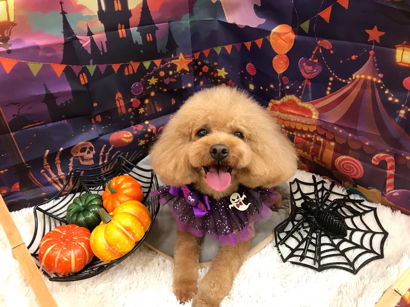 🐶トイプードルのあんずちゃん🐶
