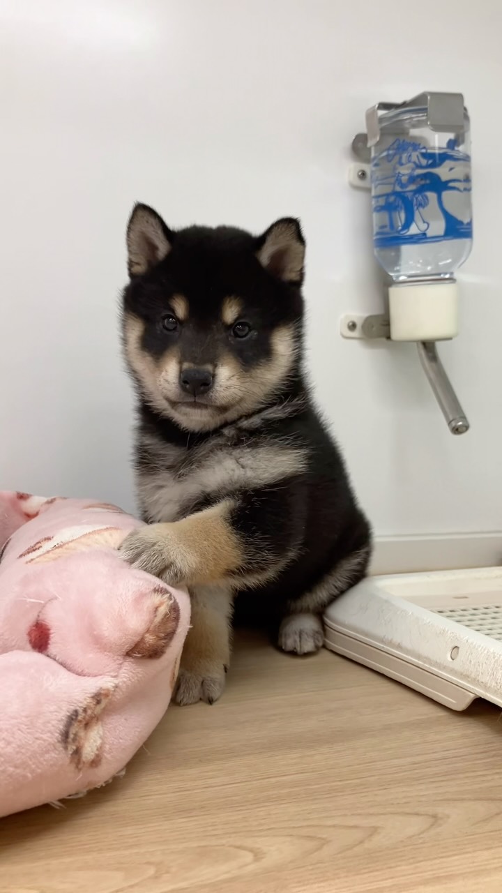 本日の黒柴ちゃん🧡💜