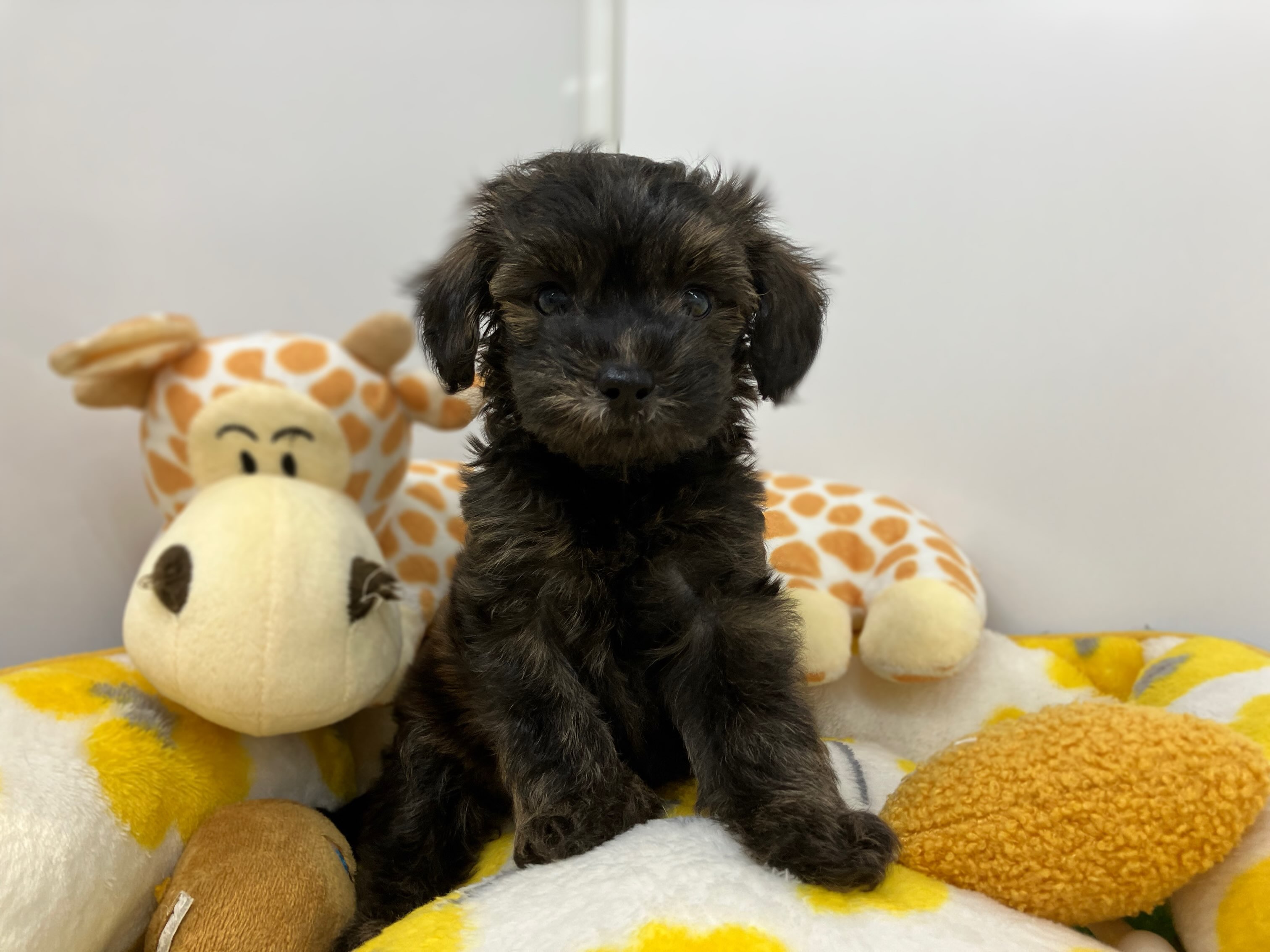 眠そうなポメプーくん🐶