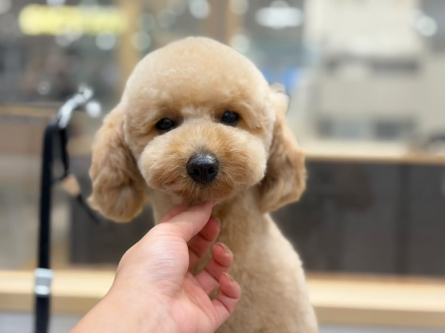 🫧トリミングご利用のお客様🫧