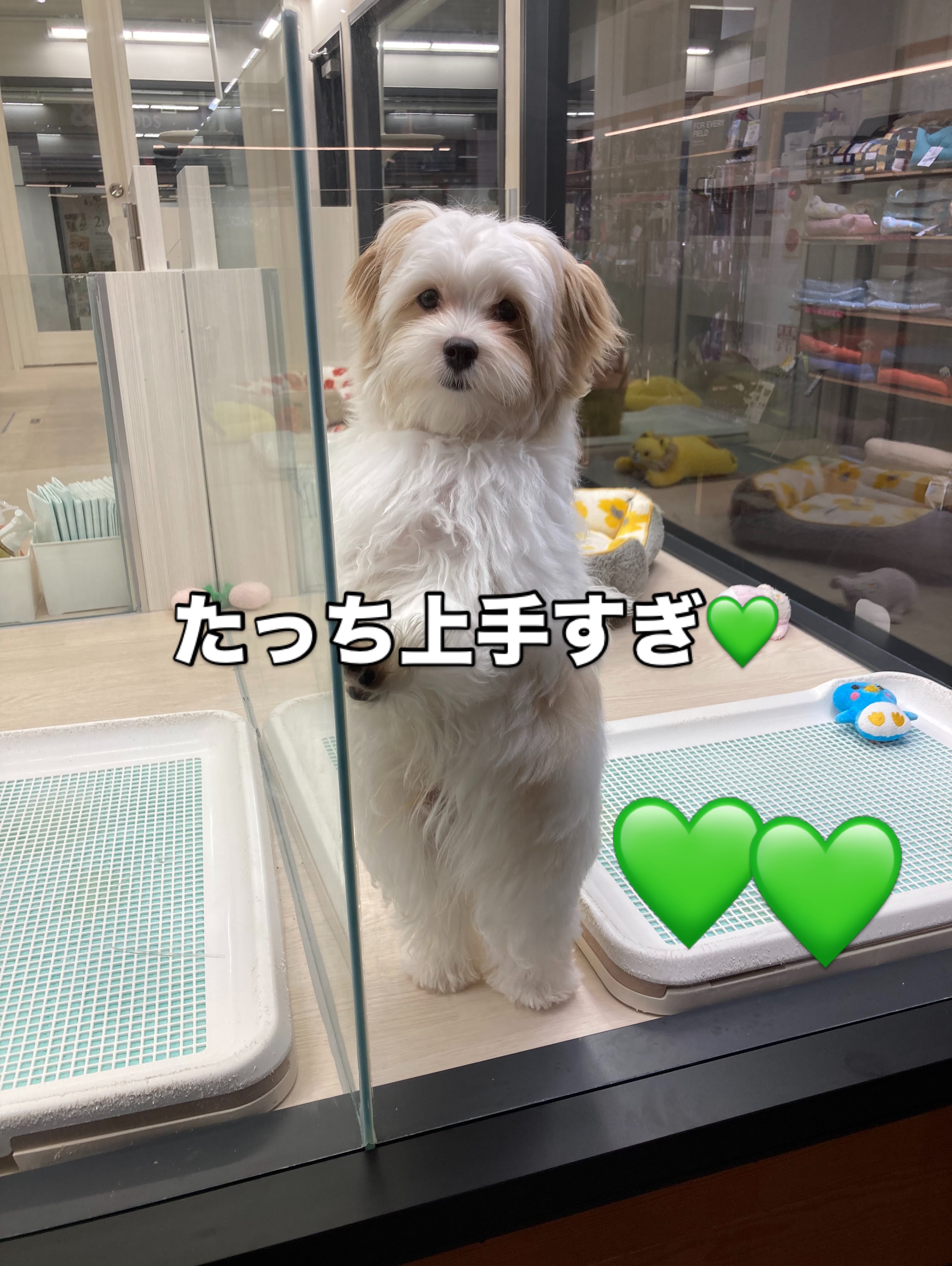 たっち上手すぎ💚