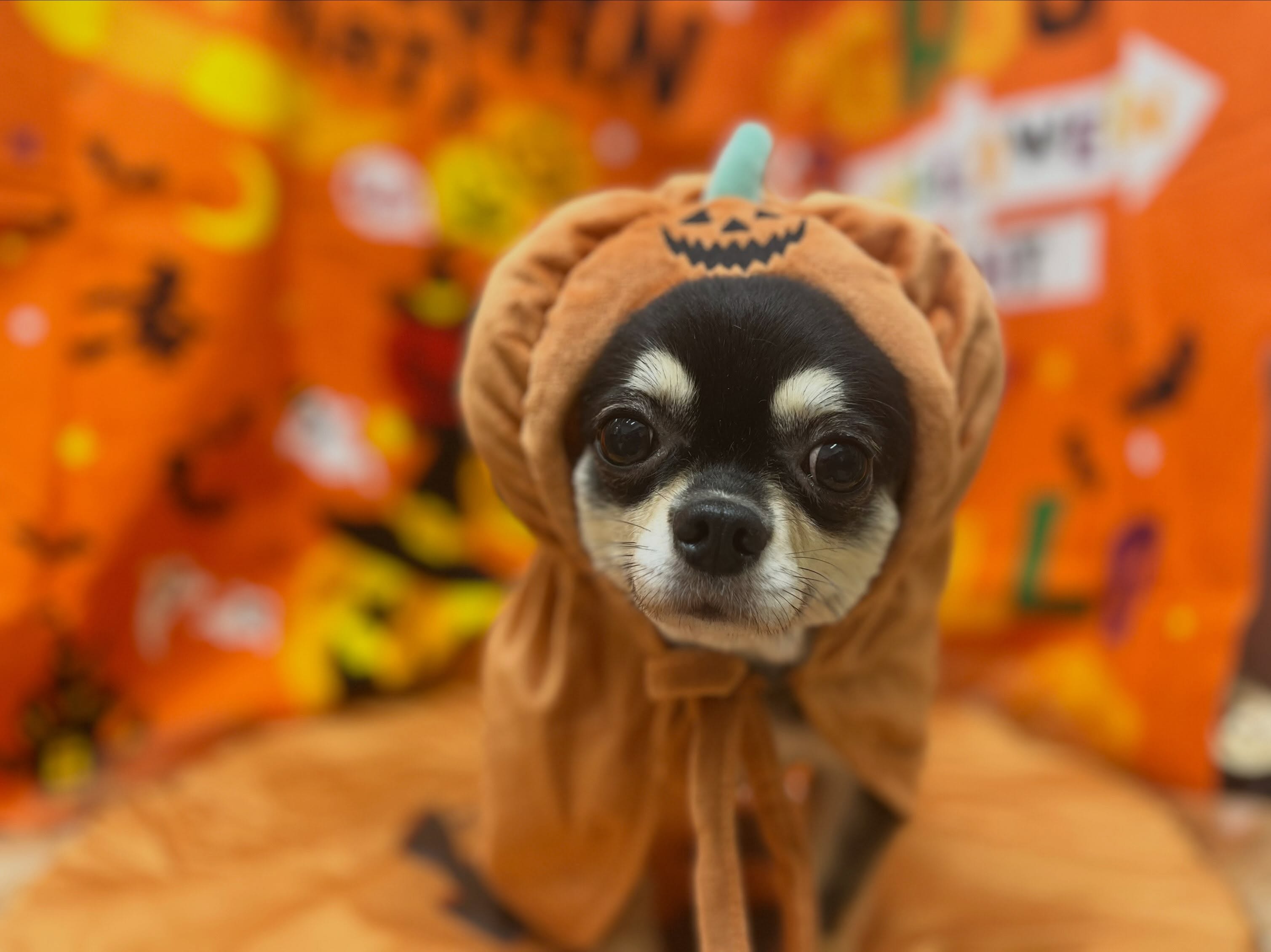 トリミングのお客様です✂️🐾👻🎃🦇