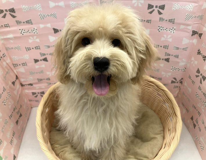 ✨ 新しい仲間がやってきました！✨
