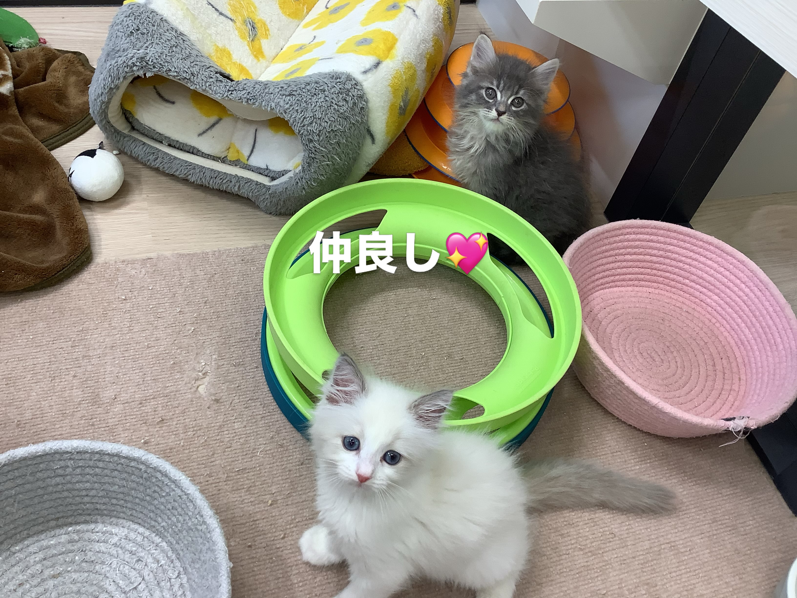 遊ぶのだいすき😍