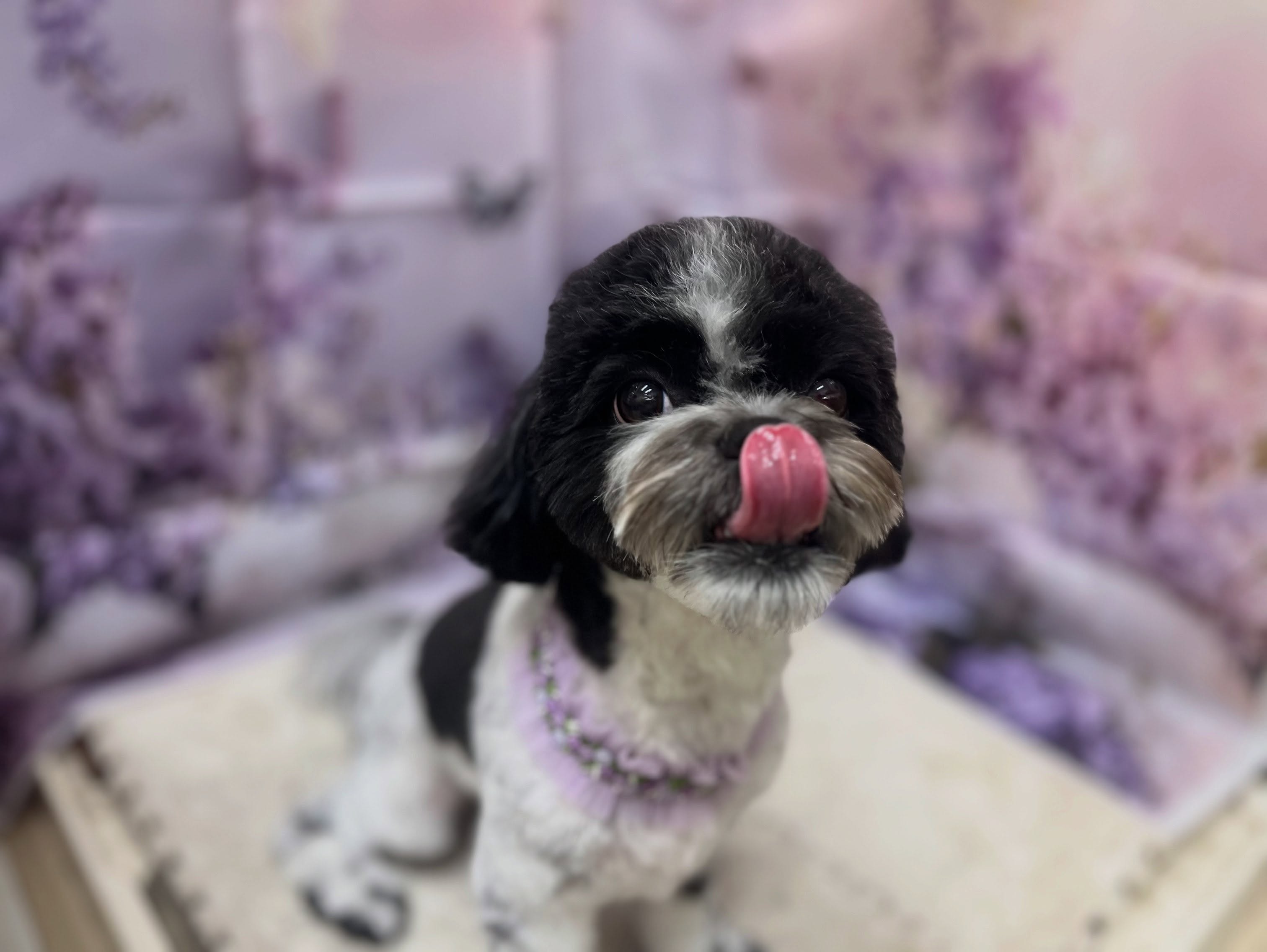 トリミングのお客様です✂️🐾🦄🧸🪻💜