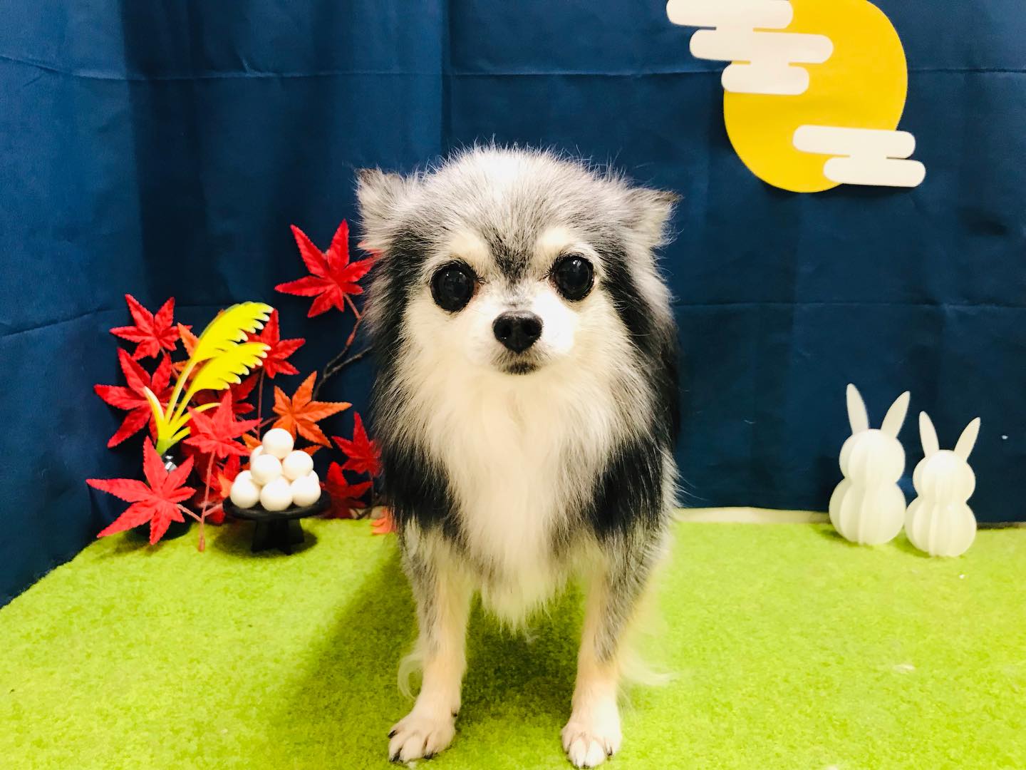 トリミングご利用のお客様です❣️