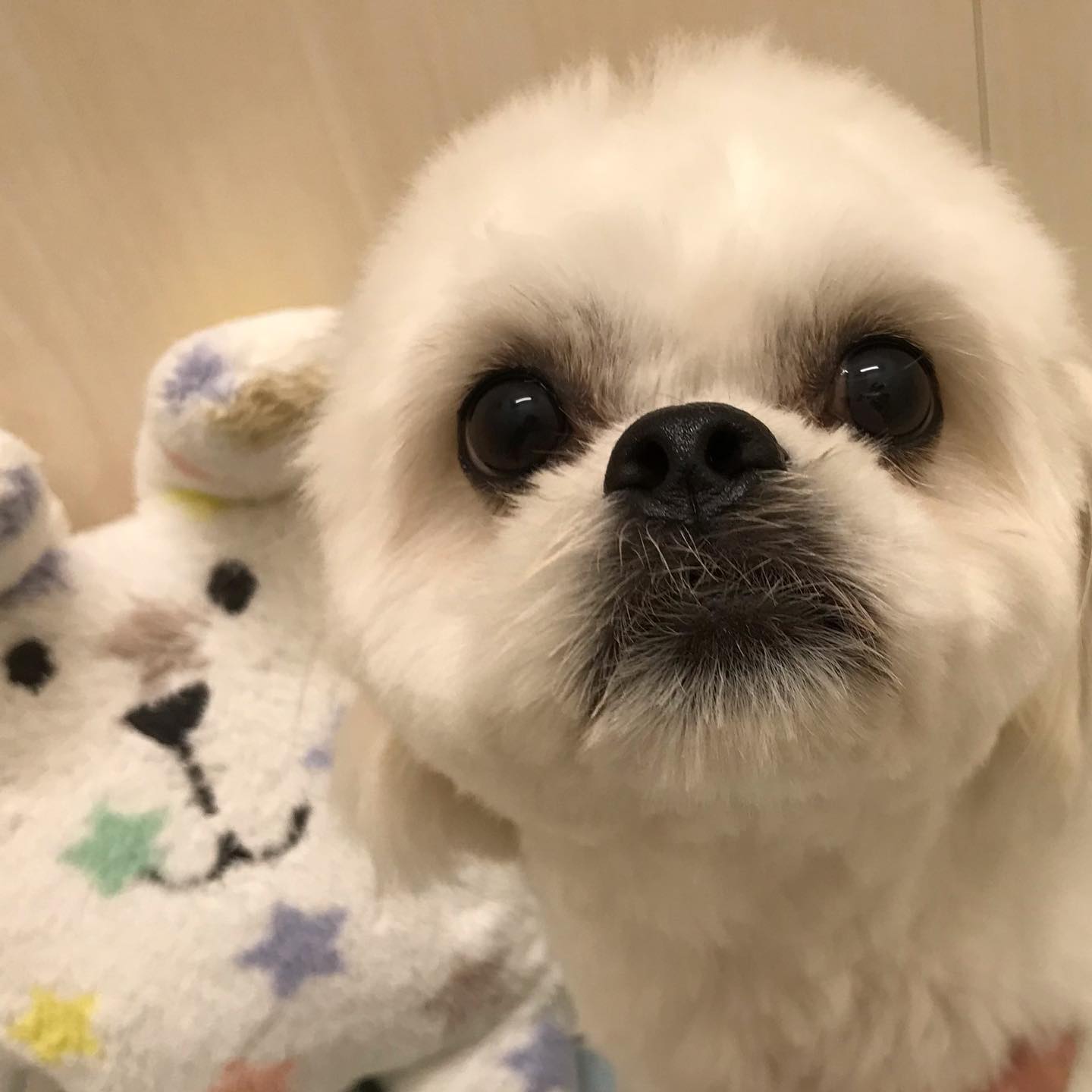 ホテルにお泊まり中のラウちゃん🫶🏻