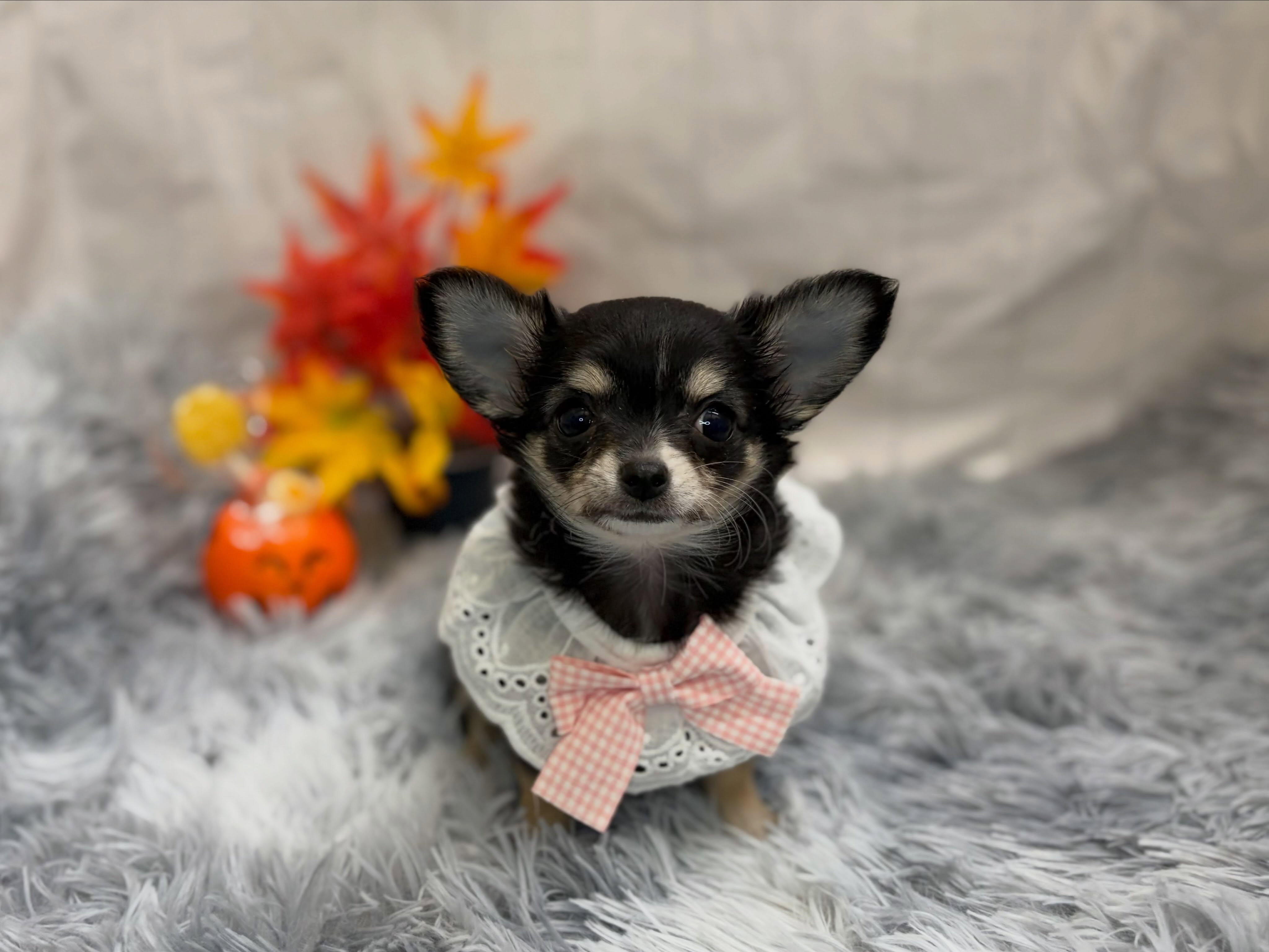 新しく元町店に仲間入りしたチワワちゃん🐶✨