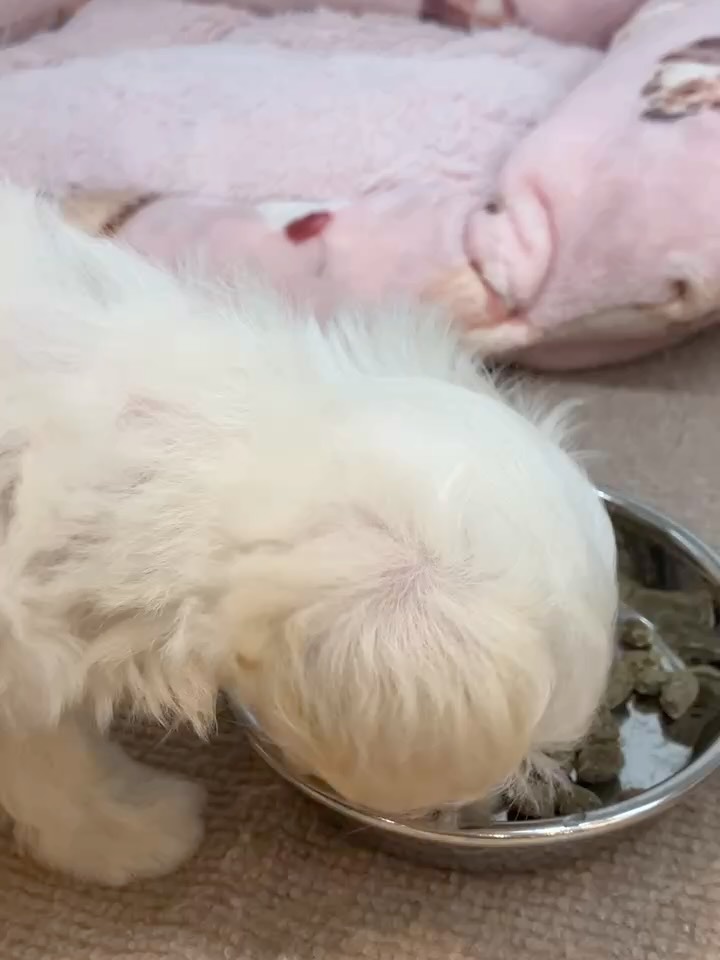 たくさん食べてたくさん寝るマルプーちゃん💕