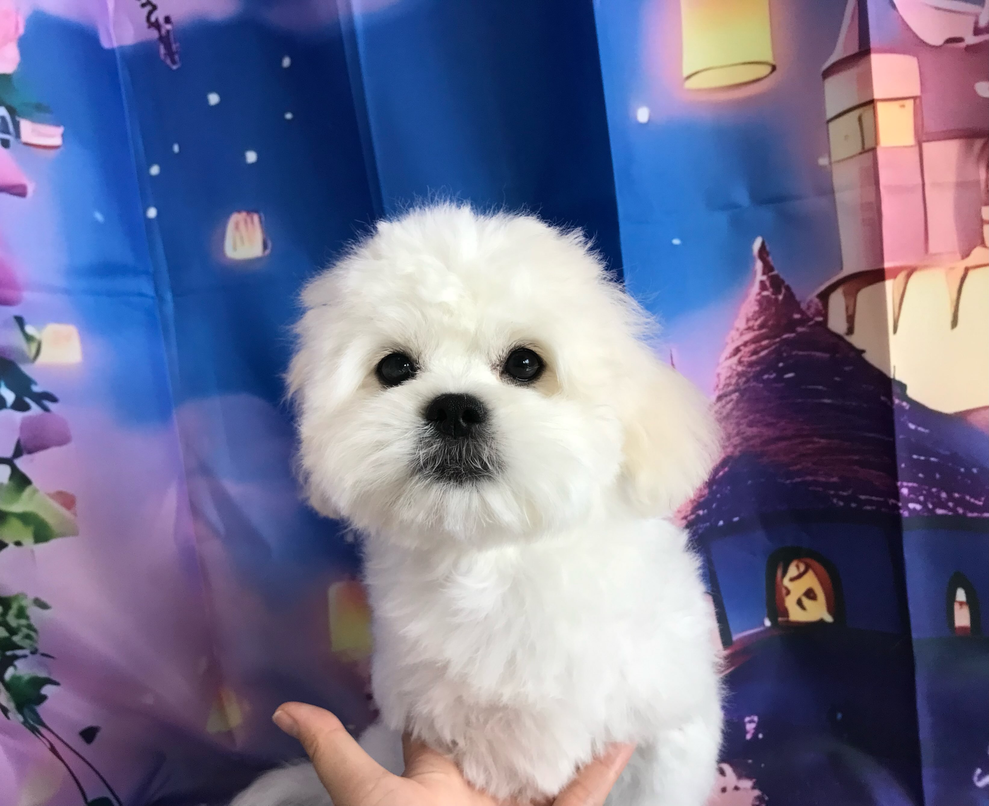 わたあめちゃん✨💕