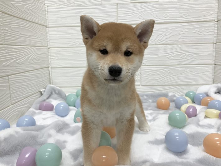 ✨ 新しい仲間がやってきました！✨