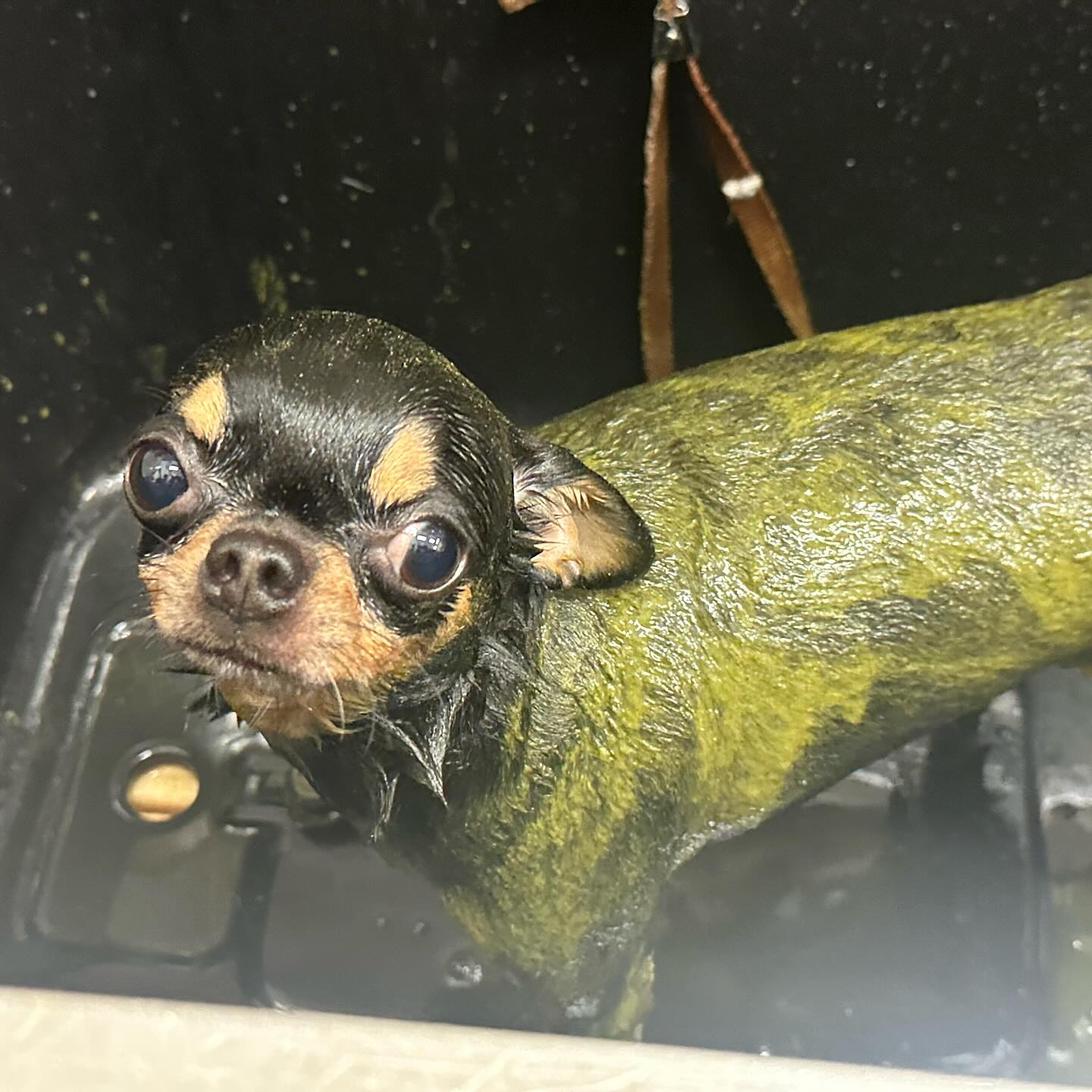 🫧🤍トリミングご利用のお客様🤍🫧