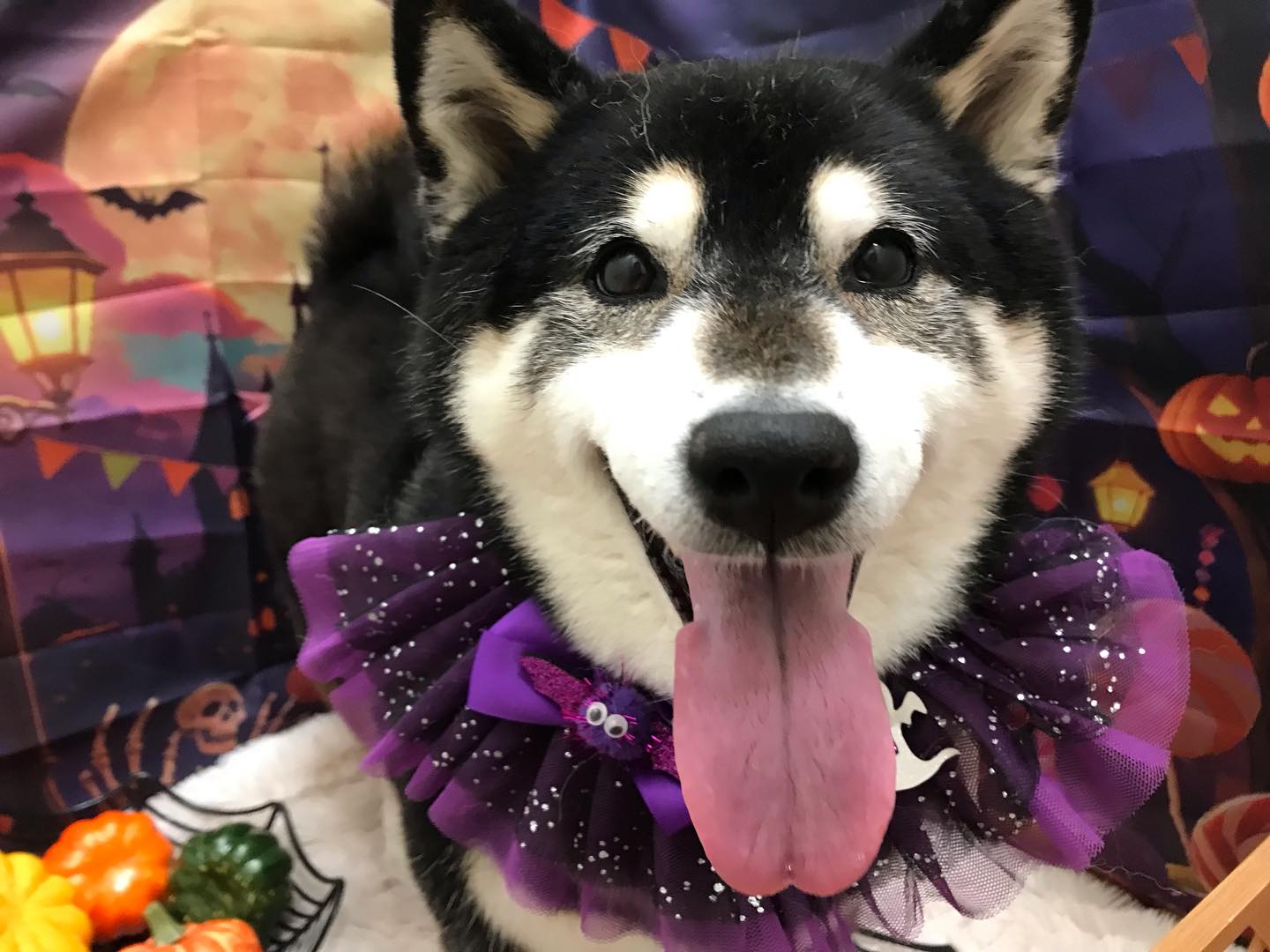 🐶柴犬のまりもちゃん🐶