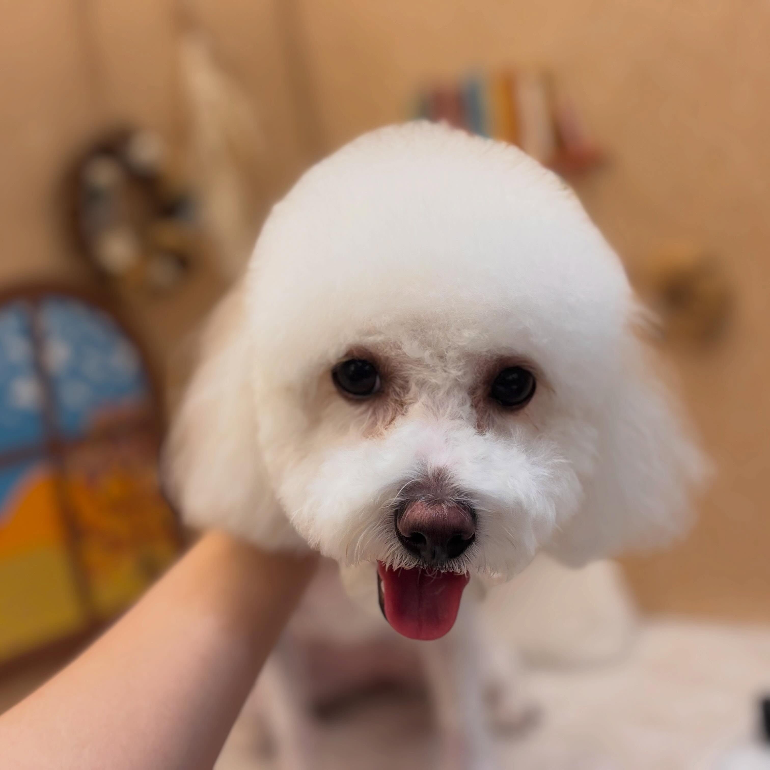 トリミングご利用の#ビションフリーゼ のるる...