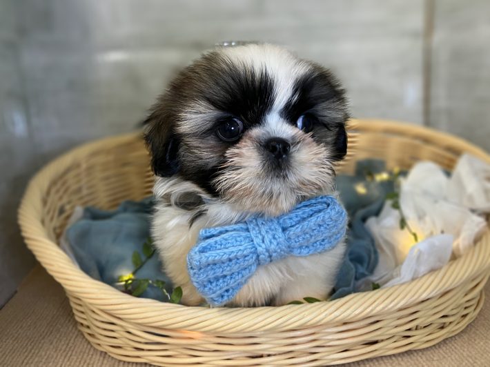 ✨ 新しい仲間がやってきました！✨