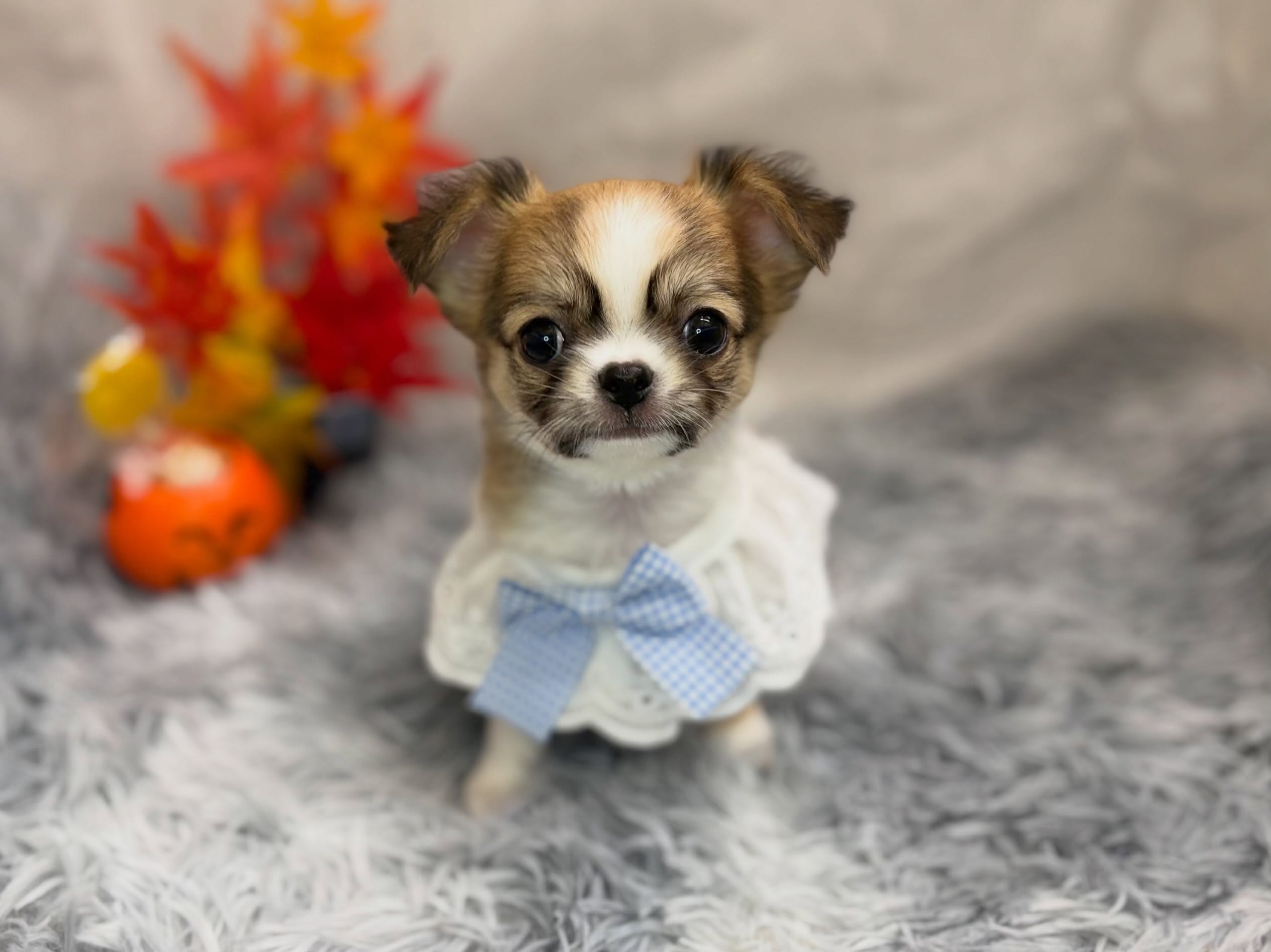 新しく元町店に仲間入りしたチワワくん🐶✨