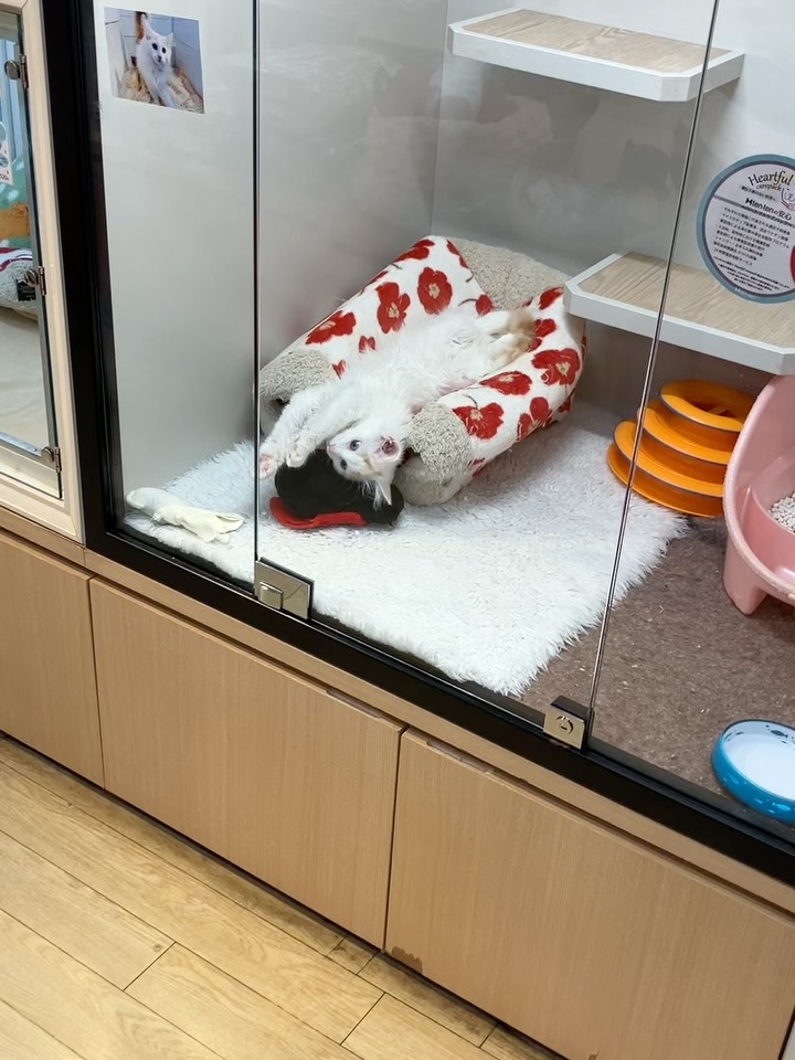 伸び中のノルちゃん😏