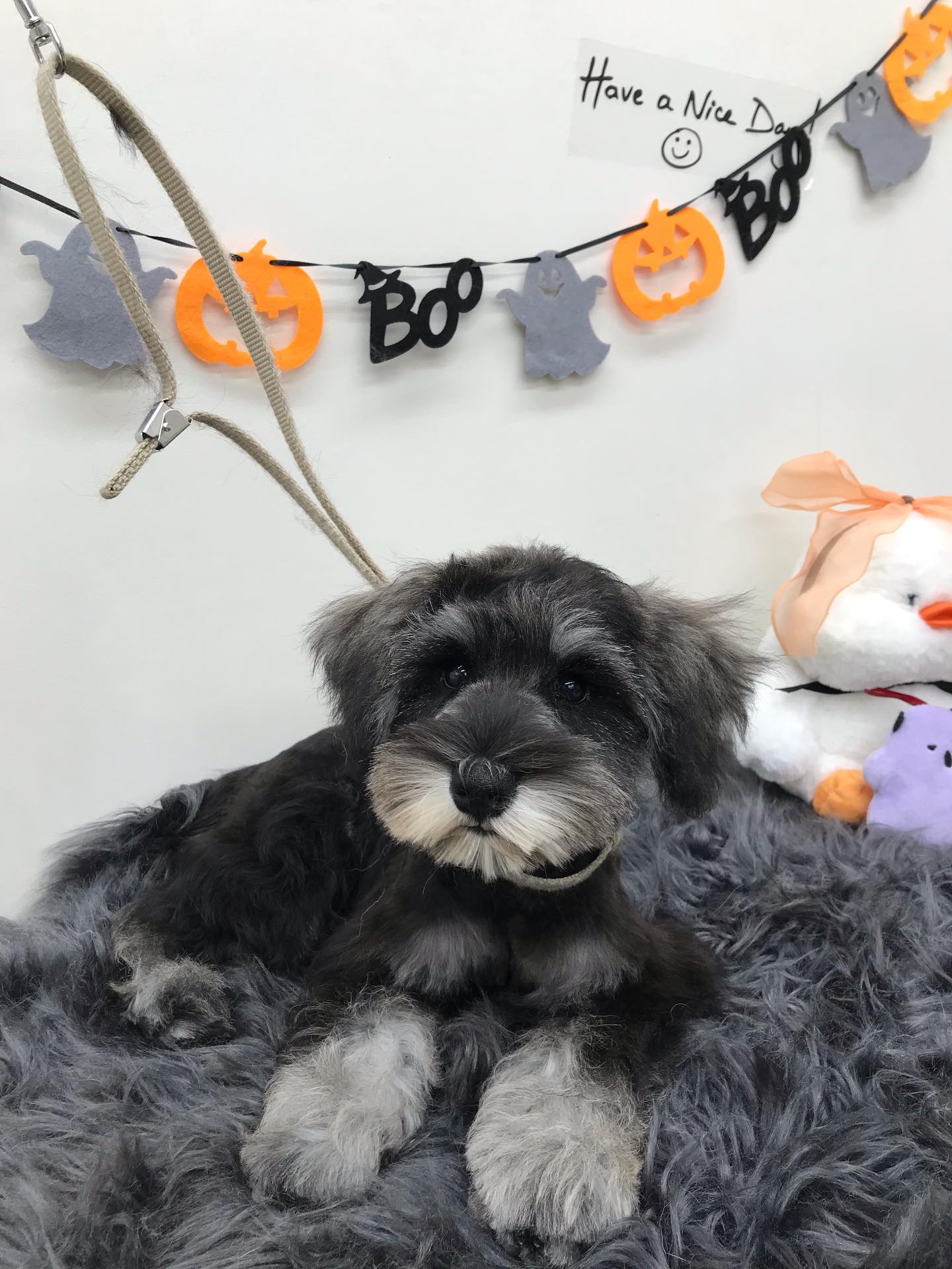 トリミングご利用のお客様です☺️