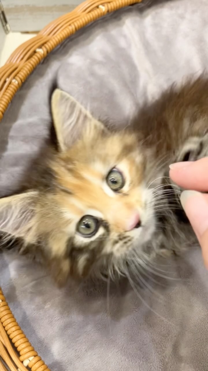✨ 新しい仲間がやってきました！✨