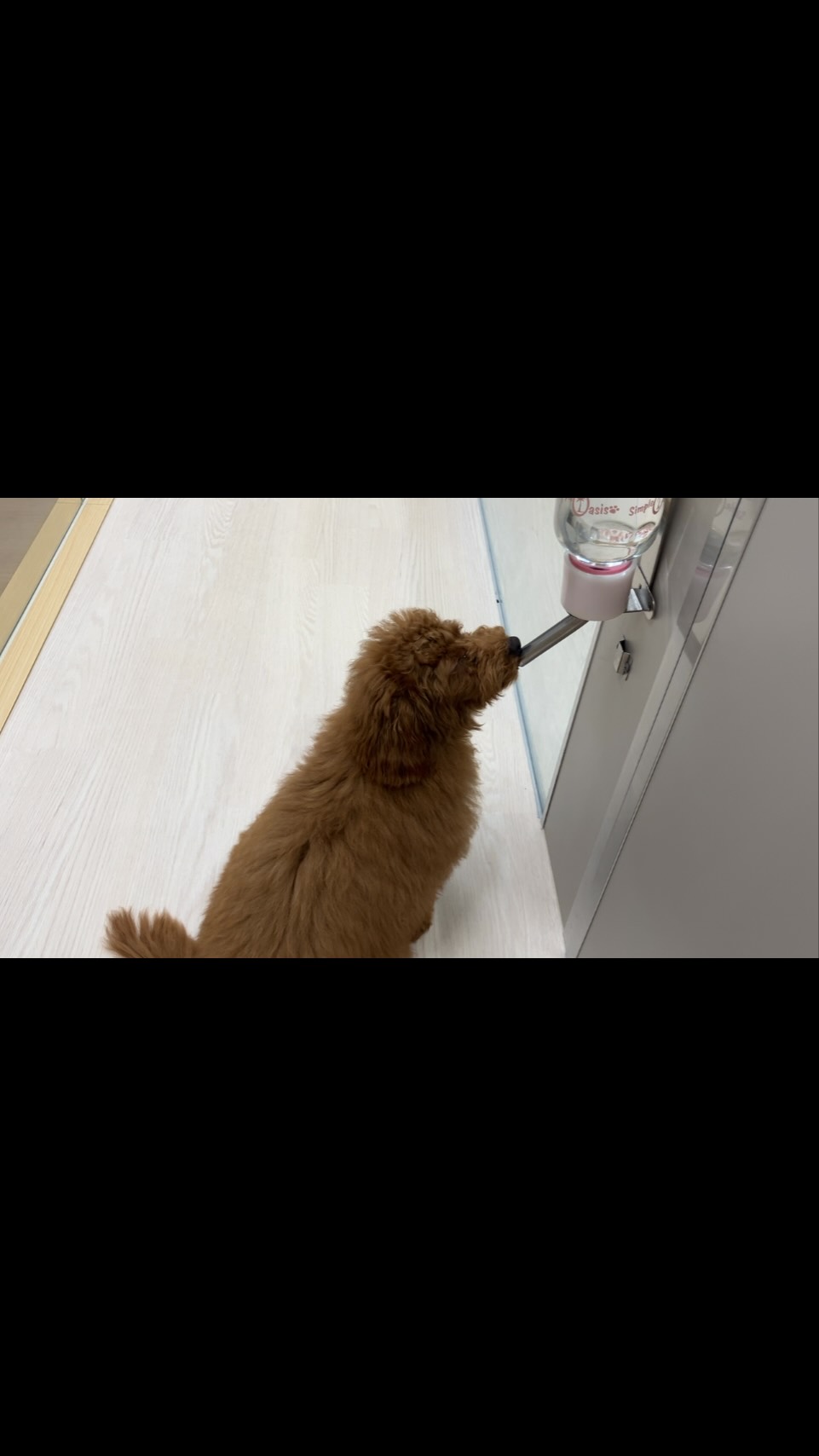 ゴクゴクお水の飲むぷーちゃん💧