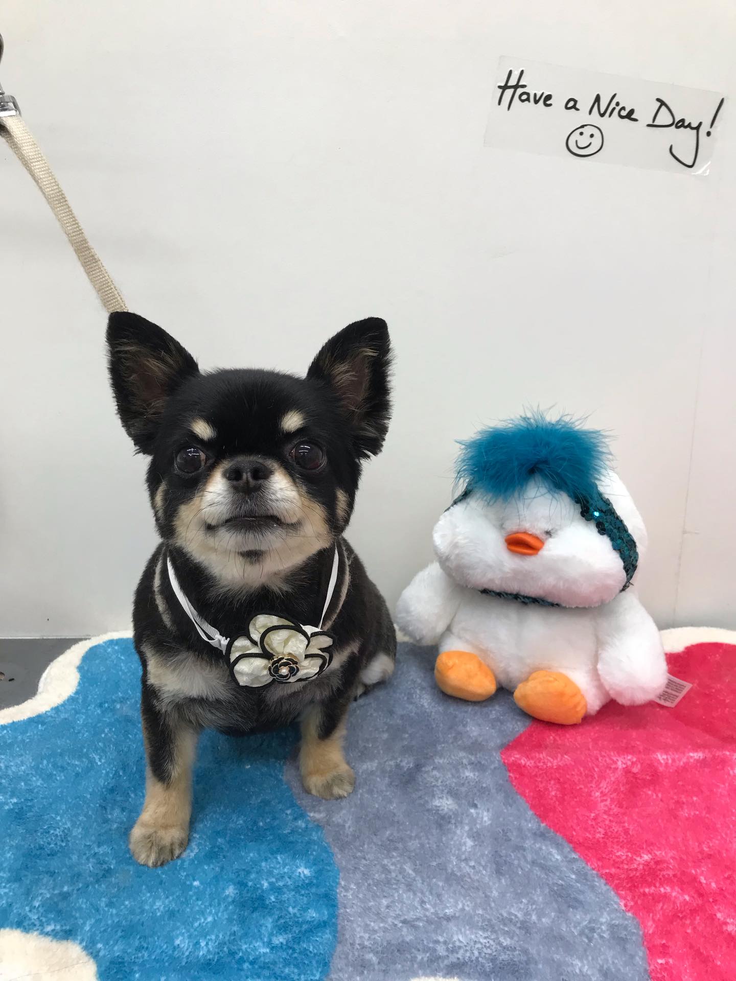トリミングご利用のお客様です☺️