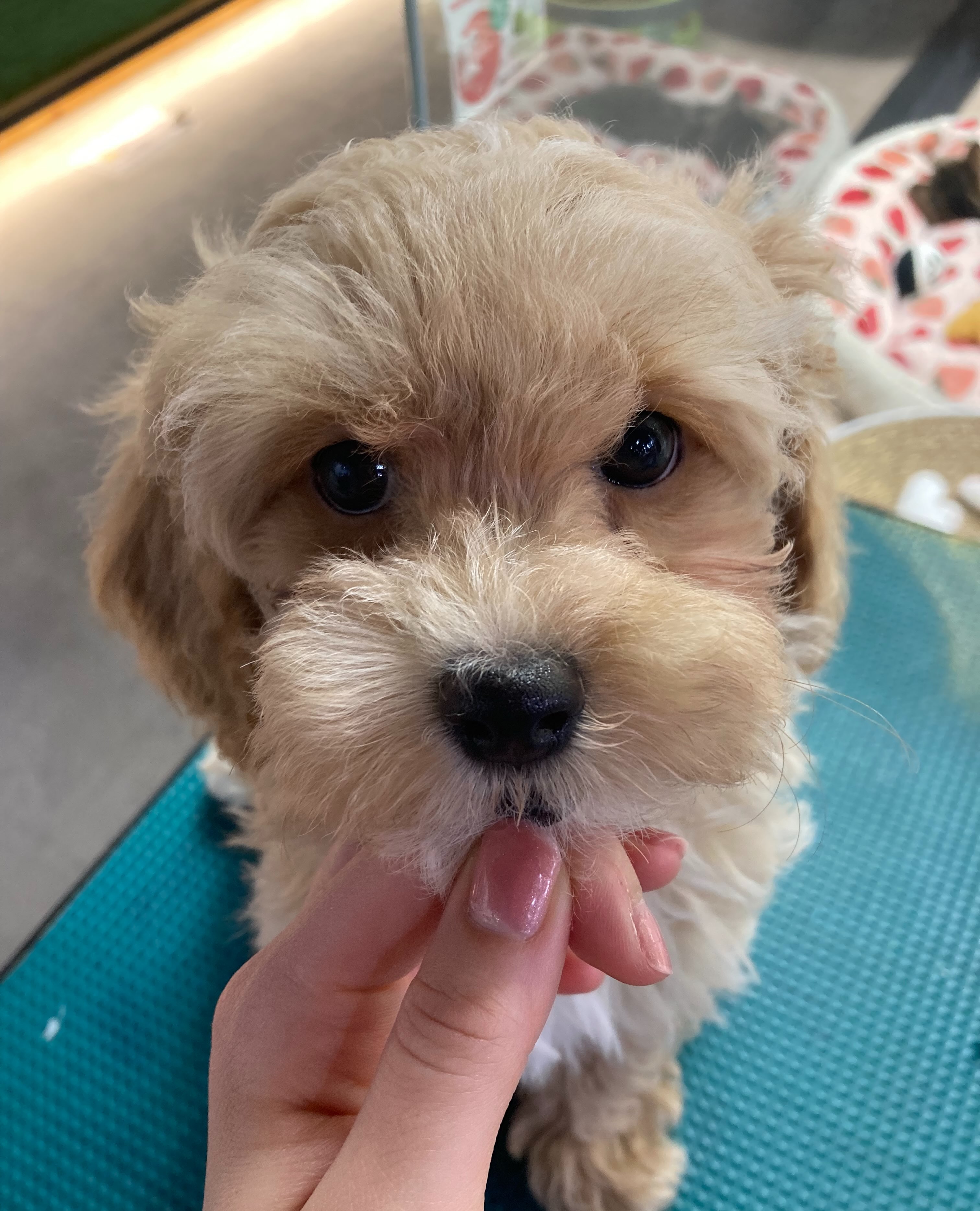 お利口さんな性格なマルプーちゃん🐶💕