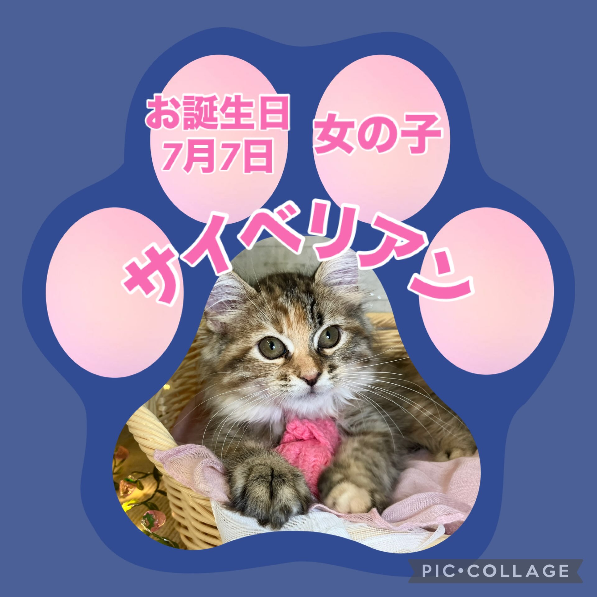 1人遊びが上手なサイベちゃん🐱