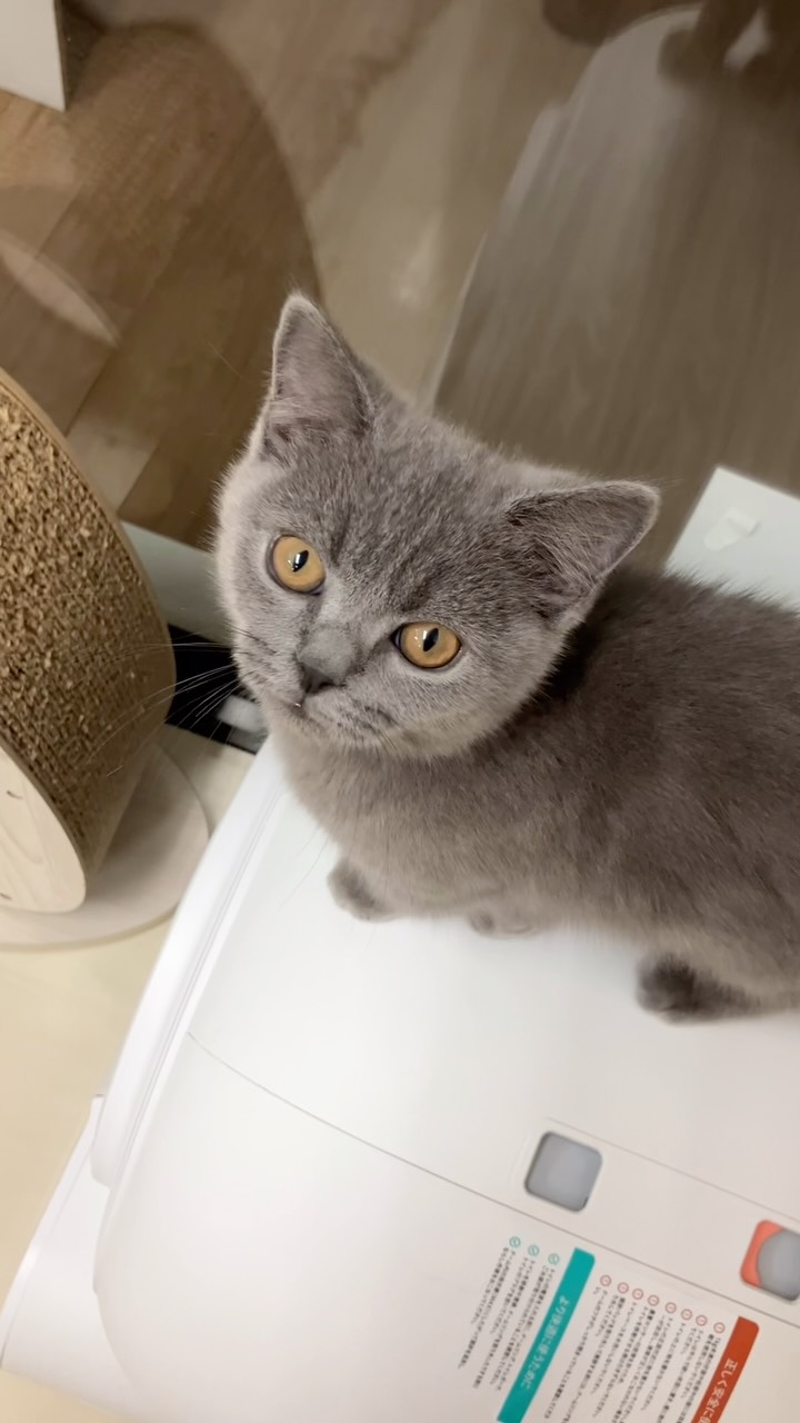 自動猫トイレmirutoと爪研ぎを上手にアスレチ...