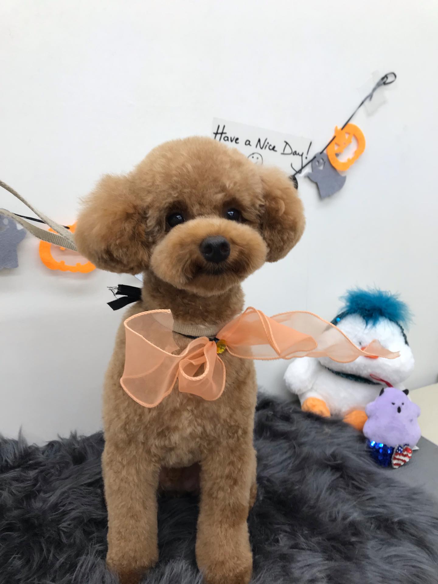 🐶トリミングご利用のお客様です💕