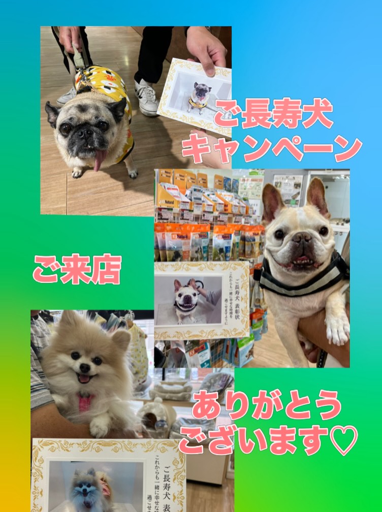 ご長寿犬