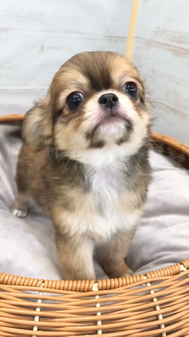 新しく発寒店に仲間入りした、チワワの男の子🐶🌟