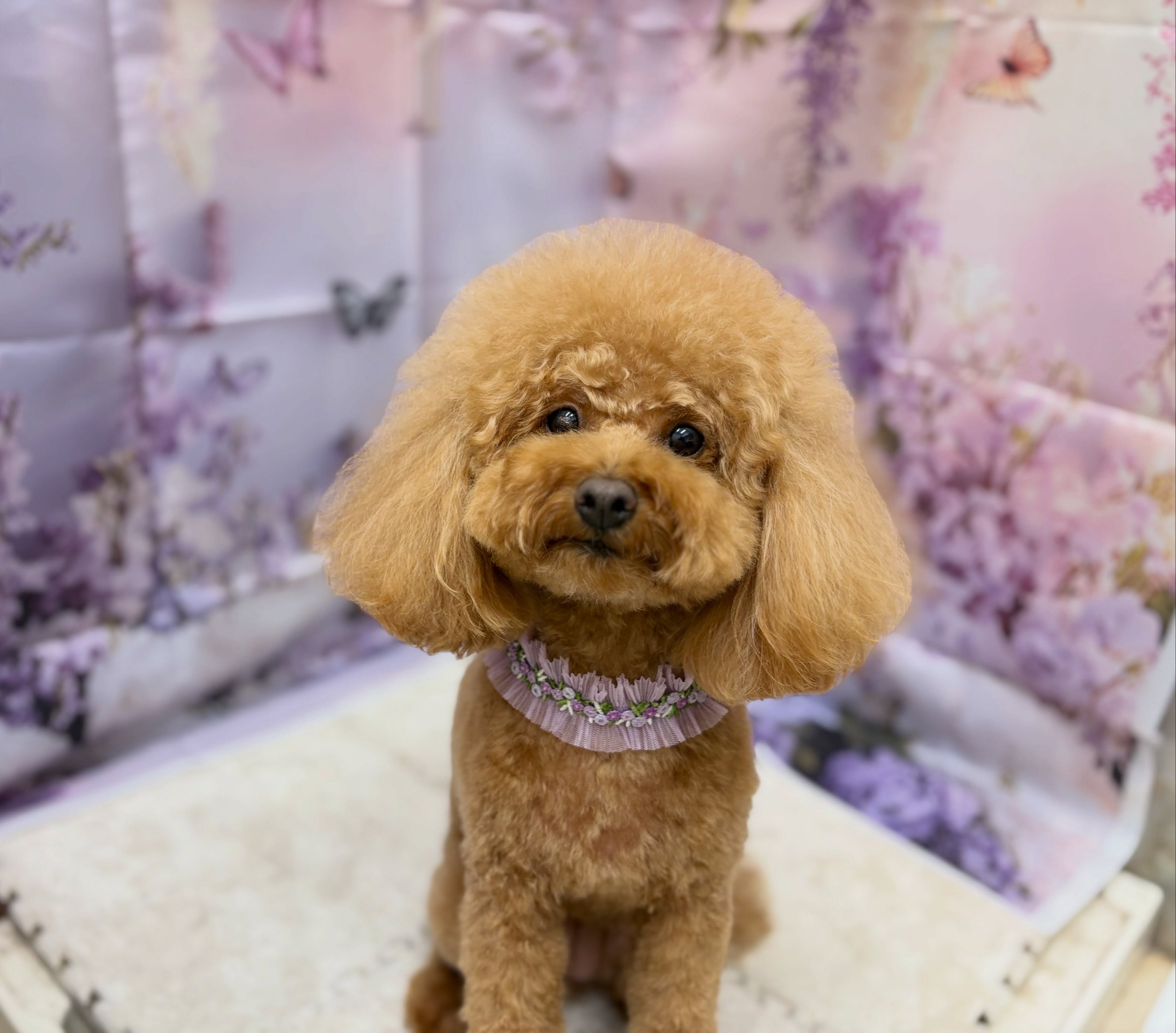 トリミングのお客様です✂️✨🦋💜‪