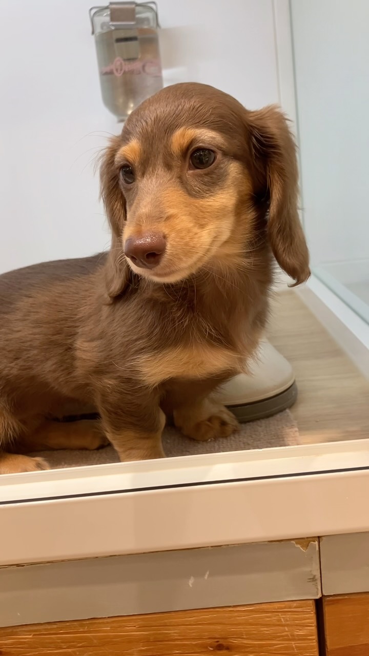 チョコレートの毛色が可愛いダックスちゃん🐶